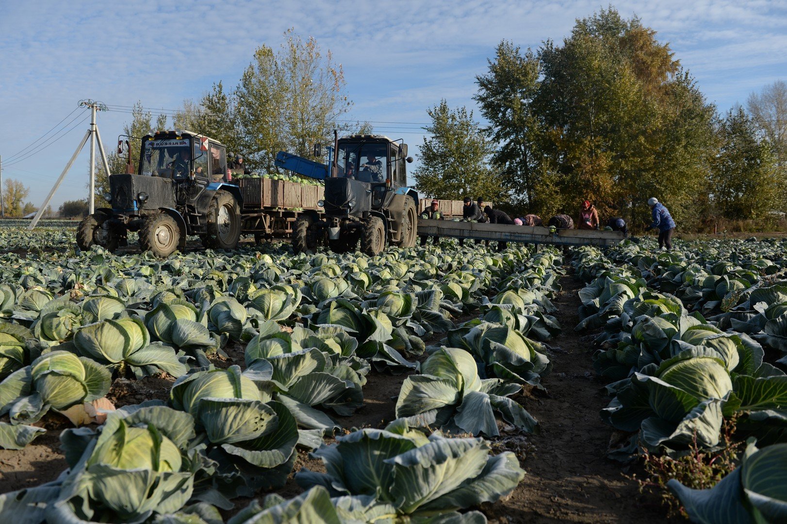 جني الملفوف في منطقة نوفوسيبيرسك الروسية