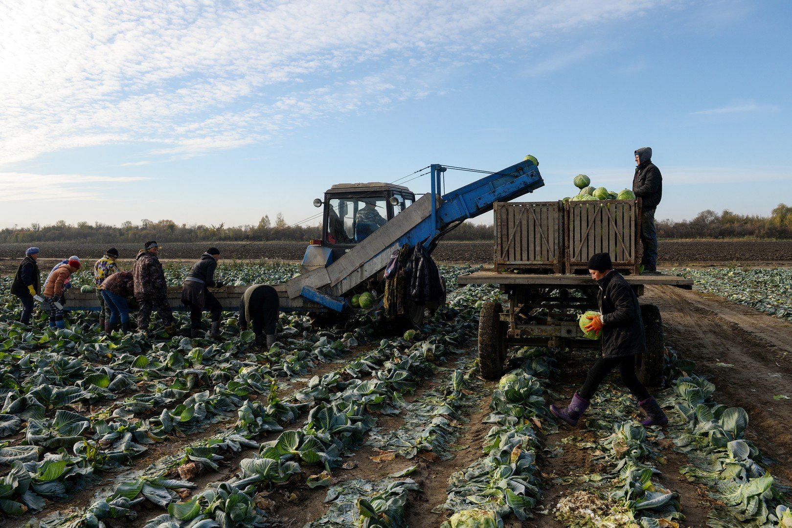 جني الملفوف في منطقة نوفوسيبيرسك الروسية