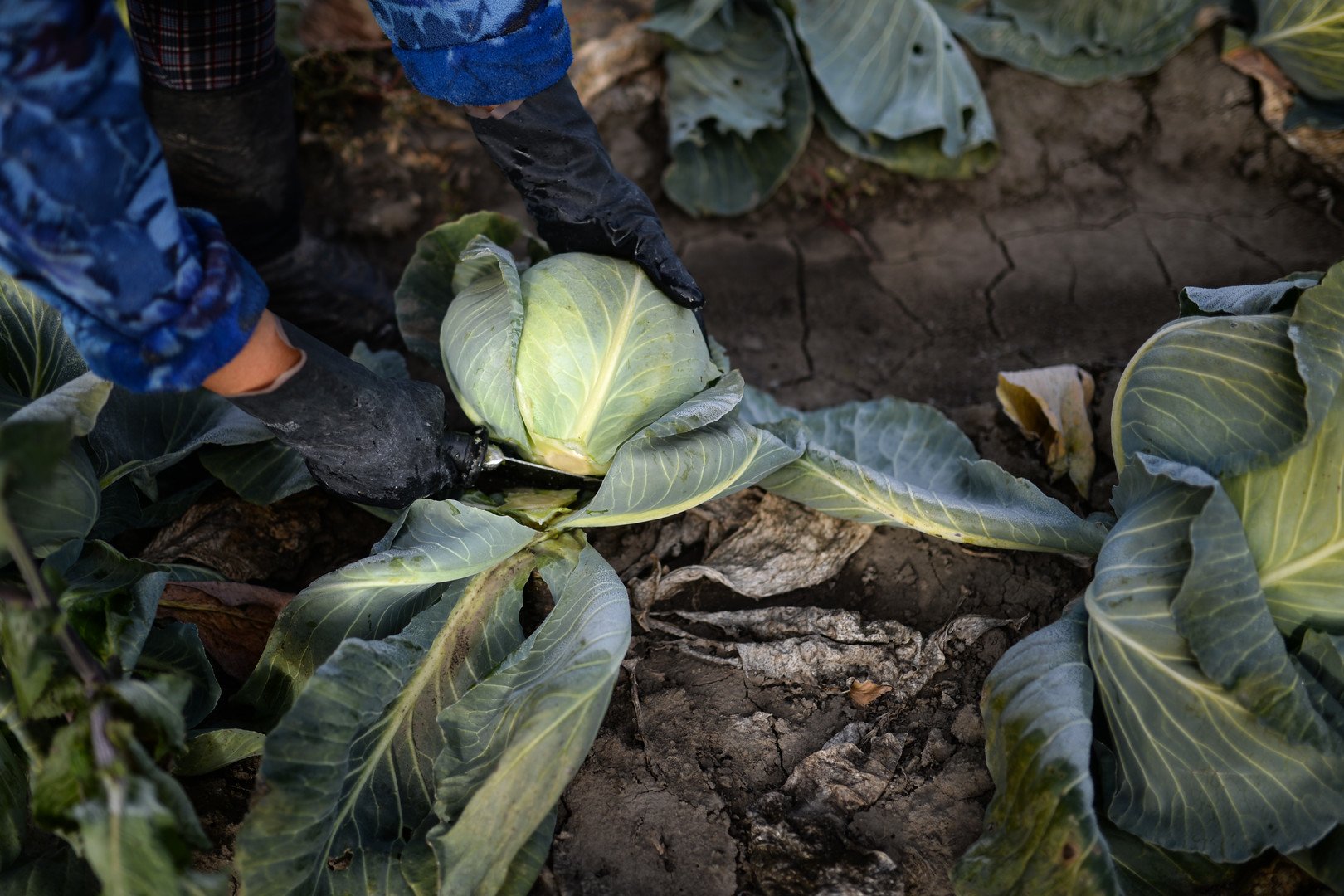 جني الملفوف في منطقة نوفوسيبيرسك الروسية