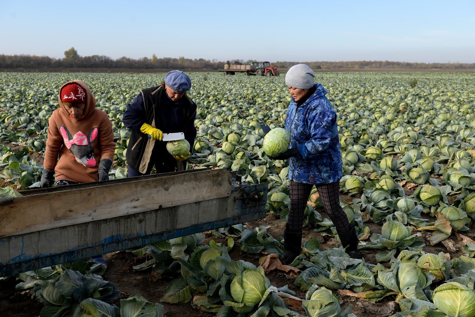 جني الملفوف في منطقة نوفوسيبيرسك الروسية