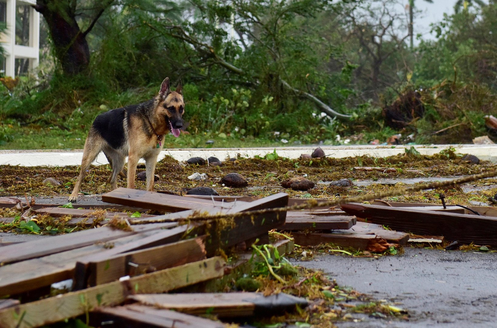 كلب نجا من إعصار ماثيو في عاصمة باهاماس ناساو