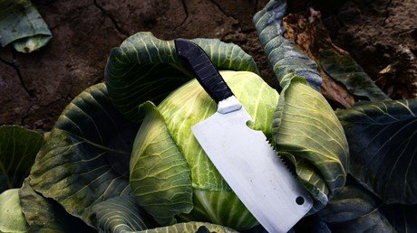 حصاد الملفوف في منطقة نوفوسيبيرسك الروسية