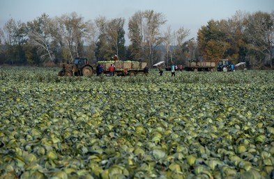 جني الملفوف في منطقة نوفوسيبيرسك الروسية