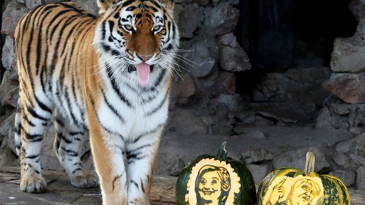 ماذا ينتظر الولايات المتحدة بعد الانتخابات؟