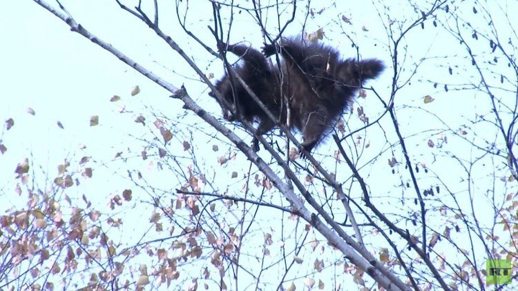 عملية إنقاذ راكون تنتهي بسقوطه...
