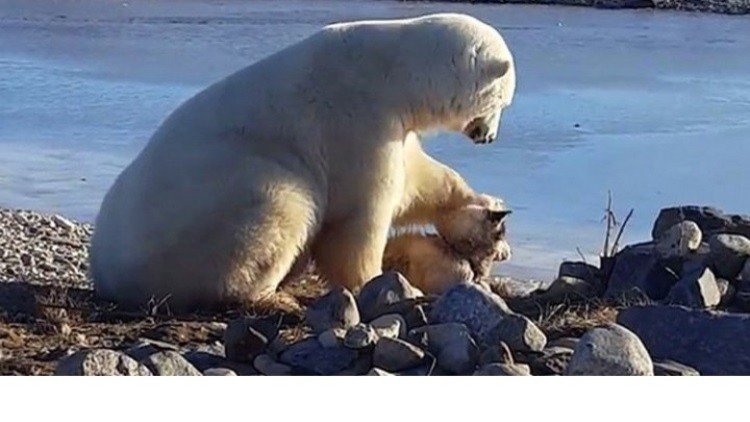كندا.. دب قطبي يلاطف كلبا كالبشر