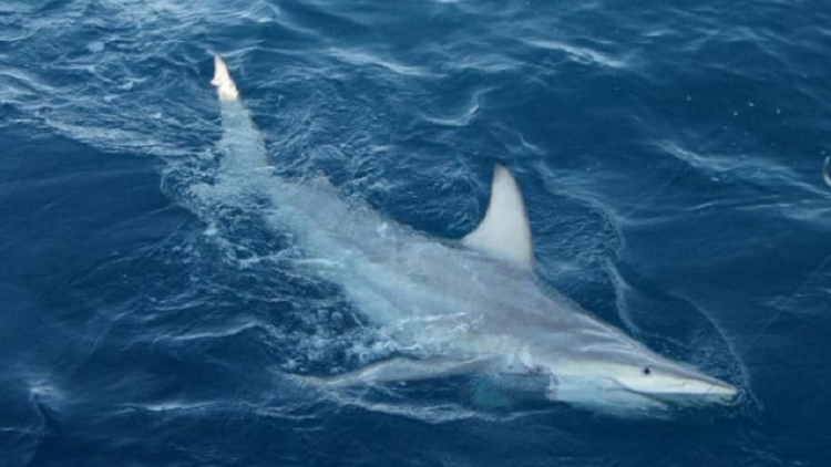 قرش ينقض على يد صائده ويصيبه بجروح خطيرة 