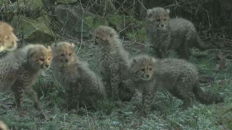 ظهور ستة صغار الفهد أمام الجمهور في حديقة حيوانات هولندية