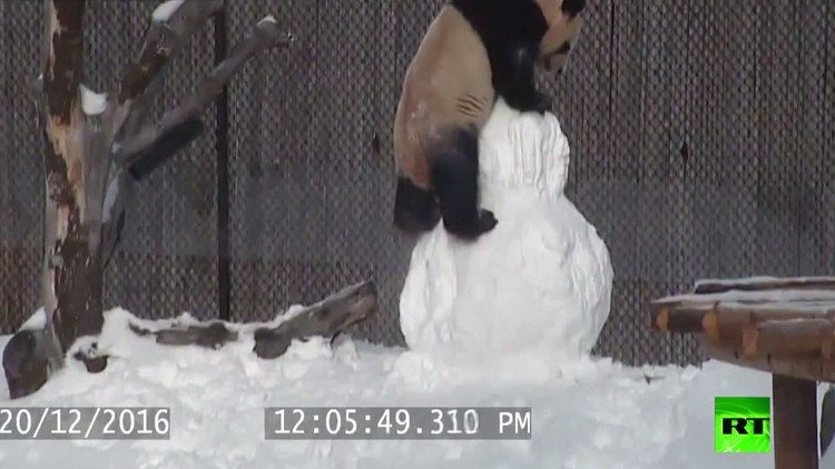 طريقة تعامل دب الباندا مع ضيف غير مرغوب به