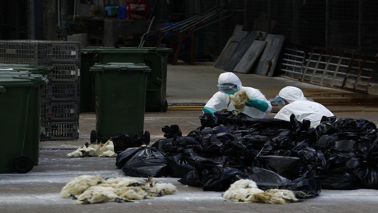 فرنسا تبدأ عام 2017 بـ"مجزرة" البط 