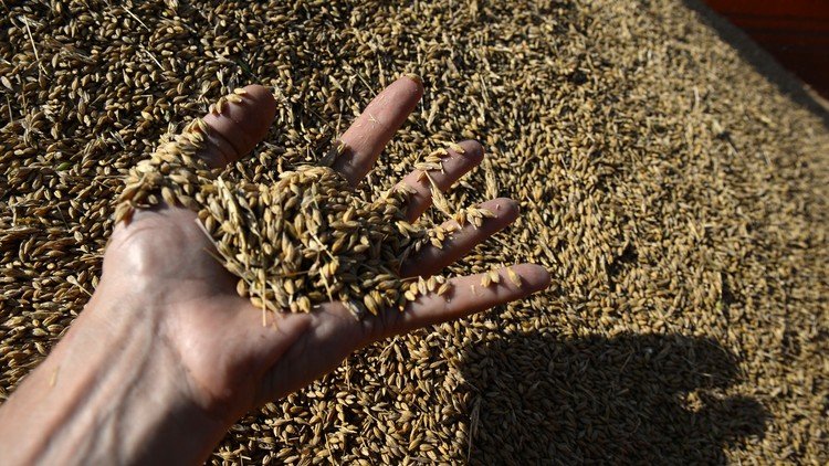 مصر تعلن شرطا لزيادة مشترياتها من الحبوب الروسية