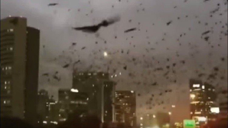 آلاف الطيور السوداء تغزو مدينة هيوستن الأمريكية