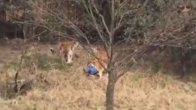 بالفيديو.. نمور تفترس رجلا في الصين 