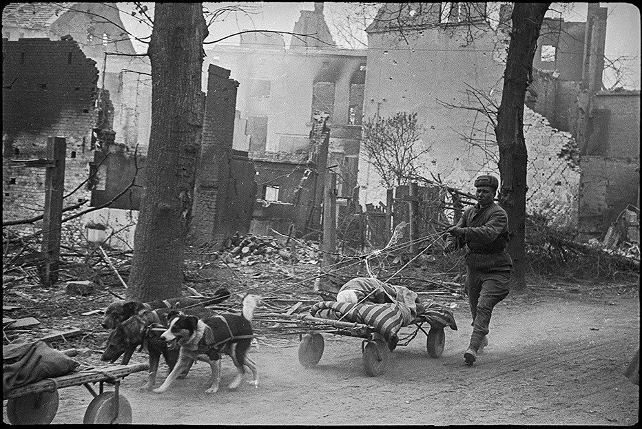 نقل الجنود السوفيت المصابين من ميدان القتال باستخدام العربات التي تجرها الكلاب - شرق ألمانيا - أبريل/نيسان 1945