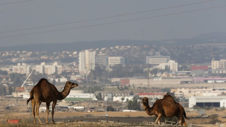 إسرائيل.. "رخصة" لامتلاك جمل!