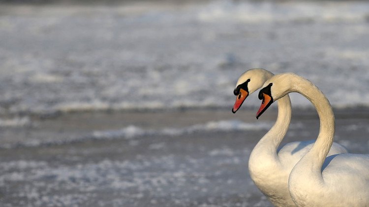 إنفلونزا الطيور تضرب ليتوانيا 