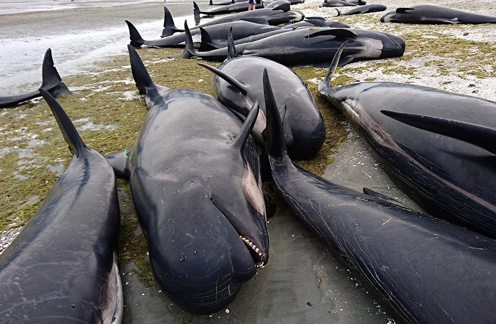 سباق مع الزمن لإنقاذ مئات الدلافين على شواطئ نيوزلندا