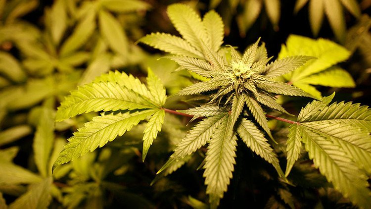 الحكومة الإسرائيلية تلغي تجريم الماريجوانا