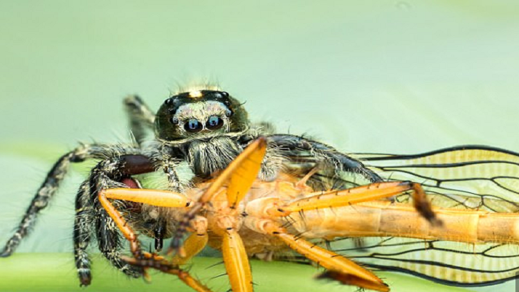 دراسة: العناكب تستهلك 800 مليون طن من الفرائس سنويا