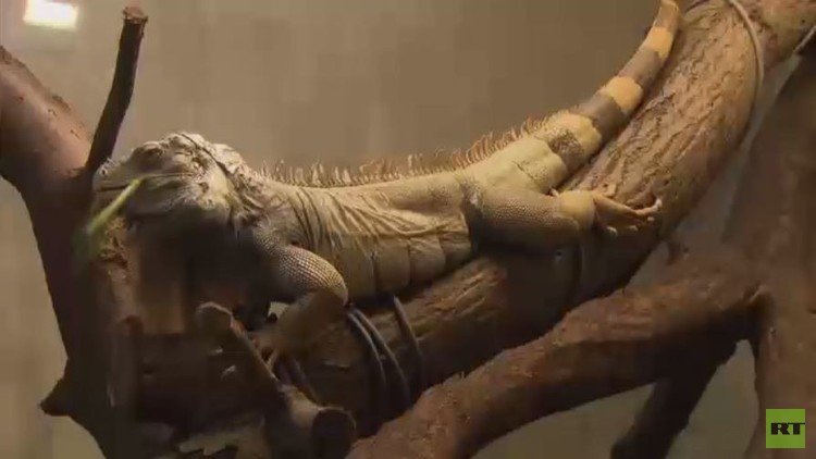 حديقة استوائية تستقطب أهالي موسكو