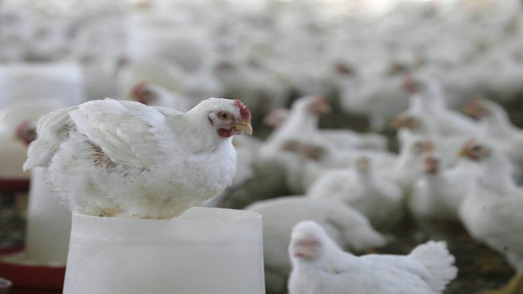انفلونزا الطيور..إعدام 50 ألف دجاجة في مصر 