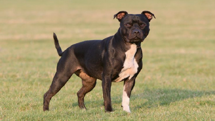 كلب يقتل صاحبه  أثناء تصوير فيلم وثائقي مع بي بي سي