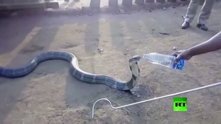 حينما تعطش الكوبرا!