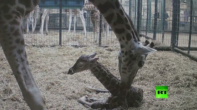 زرافة تضع مولودها في حديقة حيوان في بريطانيا