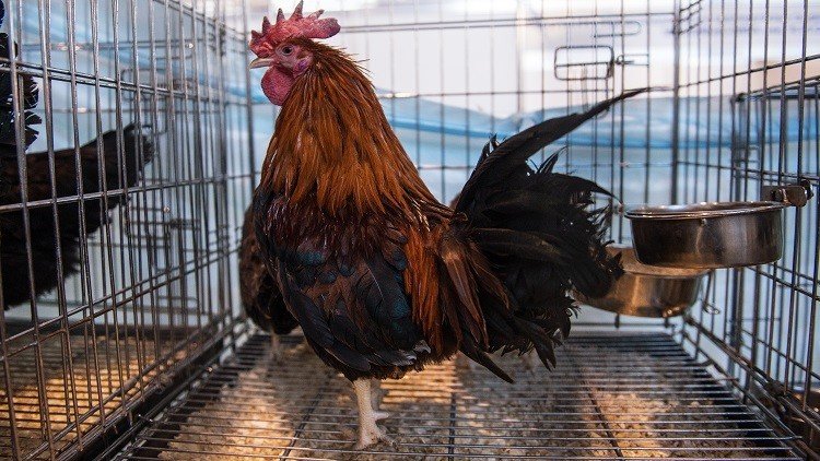 موسكو تحظر استيراد الدواجن من بعض الدول الأوروبية