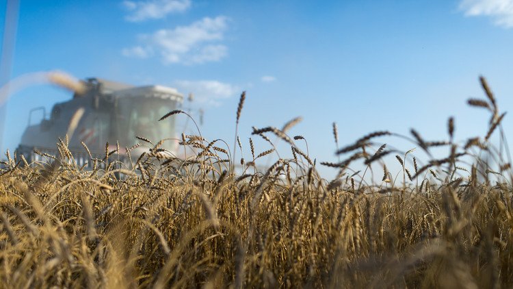 تركيا ترفع القيود عن القمح الروسي 