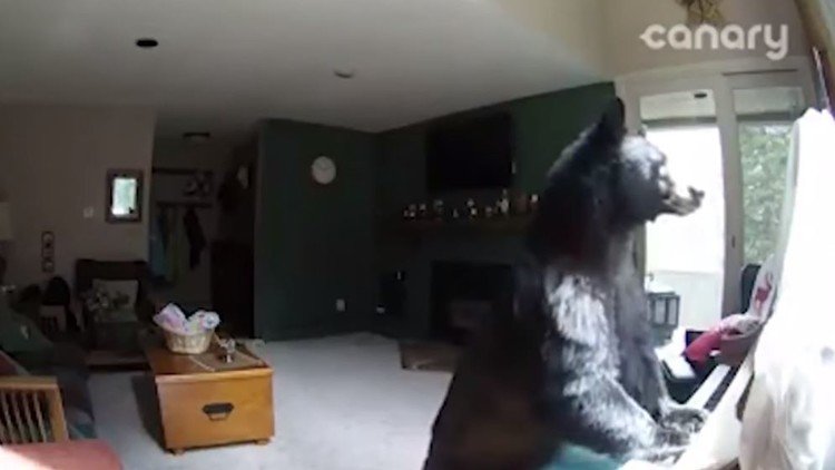 محاولة عزف خجولة على البيانو لدب ضيف!