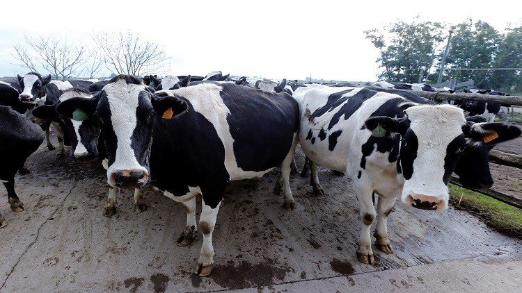 قطر تشحن آلاف الأبقار جوا لمواجهة أزمة الحليب 