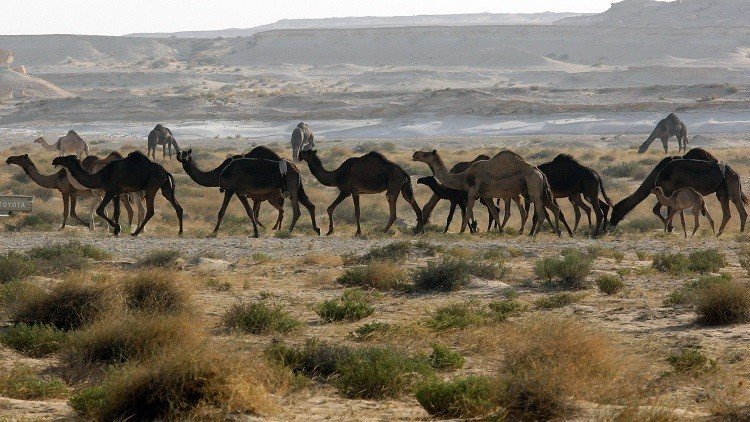 الإبل ضحية الأزمة الخليجية!