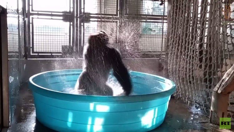 تعرف على الراقصة زولا في حديقة حيوانات دالاس