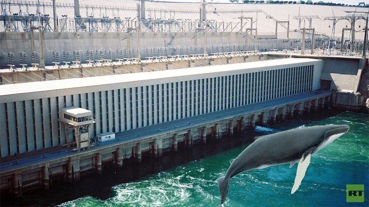 السد العالي يقطع طريق حوت آسيا إلى السعودية!