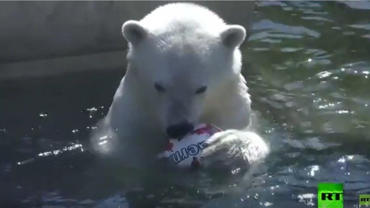 بالفيديو.. تنبؤ الدب الروسي بنتيجة نهائي كأس القارات