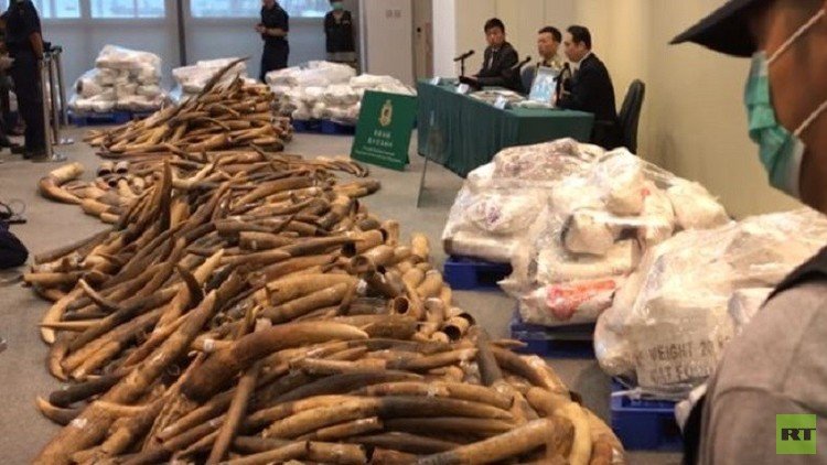 مصادرة كميات هائلة من العاج بأكثر من 9 ملايين دولار 