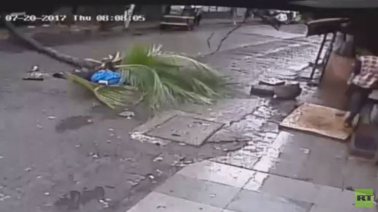 لحظة سقوط شجرة جوز الهند على امرأة في ضواحي مومباي