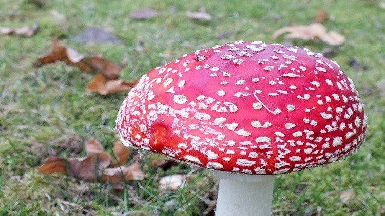 الأمريكيون يريدون إطعام القسس فطر الهلوسة والكنيسة الروسية تشجب