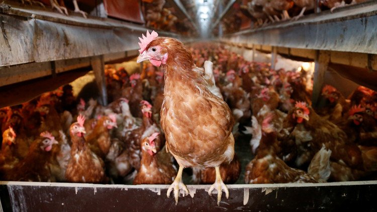 فضيحة البيض الملوث تتفاقم في بلجيكا