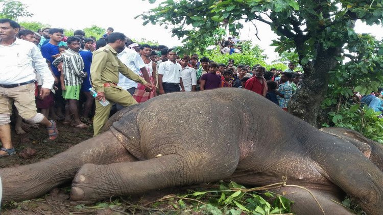 القضاء على فيل قتل 15 هنديا