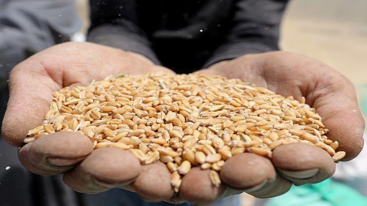 سوريا.. تحديات تواجه قطاع الحبوب