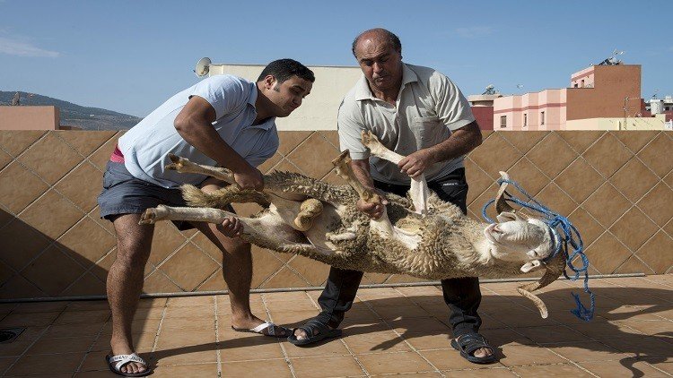 السلطات الإسبانية تمنع "الأكباش المغربية" من دخول مليلية