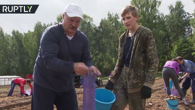 الرئيس البيلاروسي لوكاشينكو وابنه نيكولاي يجمعان البطاطا!