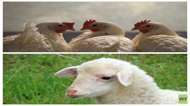 خروف عيد الأضحى يتحول إلى دجاجة