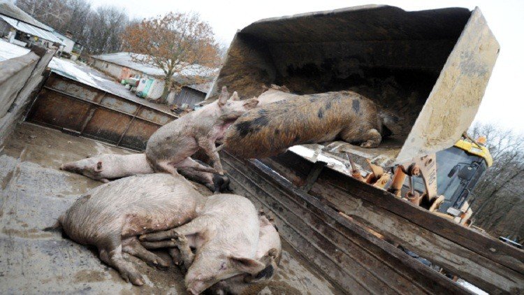 بولندا تحتمي بسياج من خنازير أوكرانيا