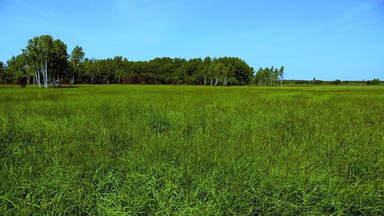 بوتين يهب أراضي لأبناء الجالية الروسية في الخارج 