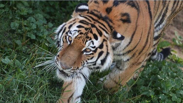 رئيس كوريا الجنوبية: روح "نمر آمور" تعيش داخل بوتين!