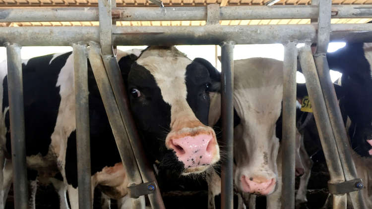 سوريا تستورد الأبقار للمرة الأولى منذ نحو 30 عاما