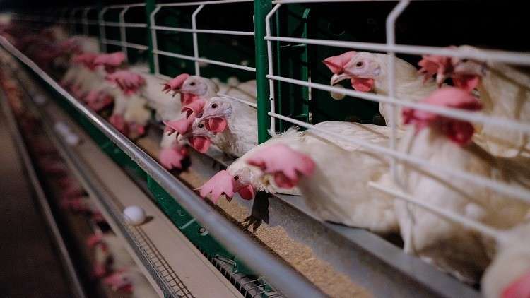 الرياض تستأنف استيراد اللحوم من روسيا